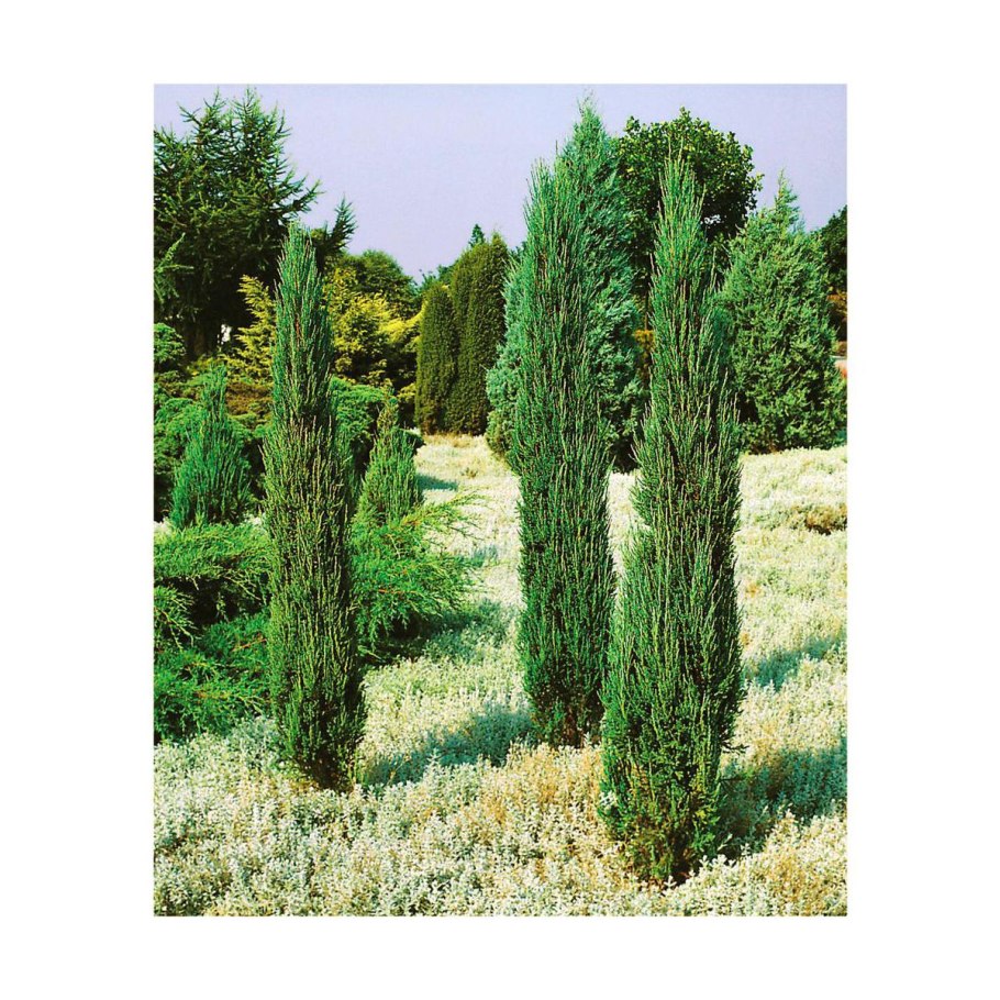 Блю Эрроу изгородь