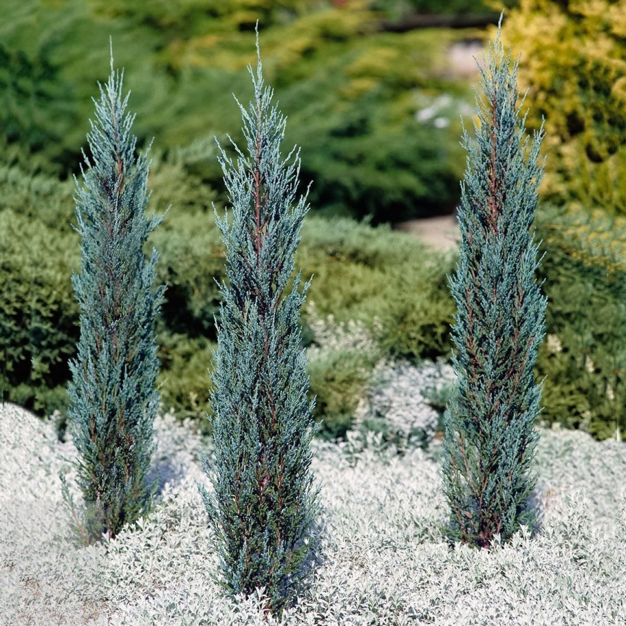 Можжевельник скальный Мунглоу