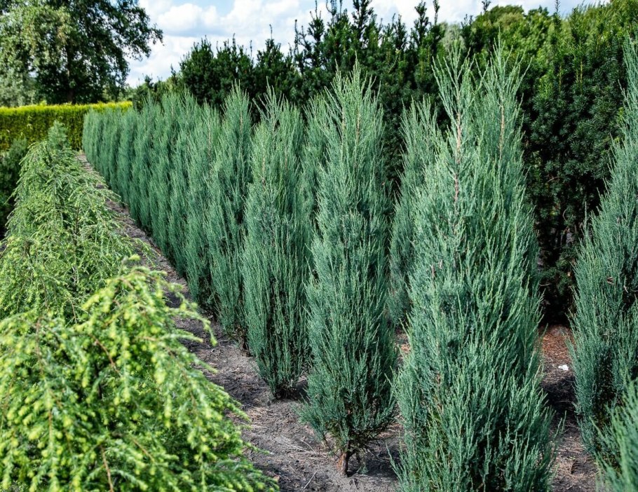 Можжевельник скальный Блю Эрроу