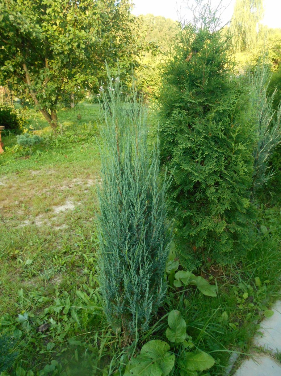 Можжевельник скальный Скайроке