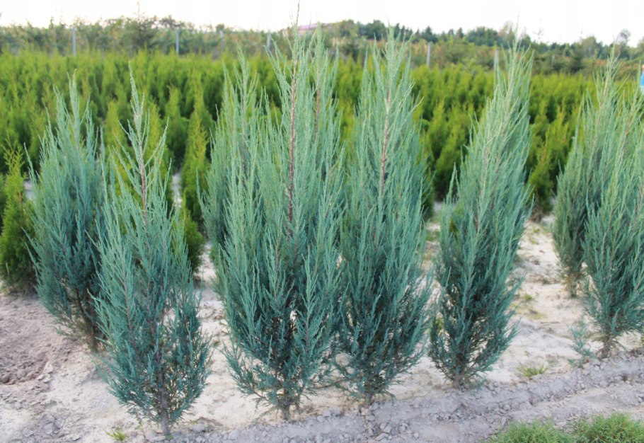 Можжевельник Скайрокет