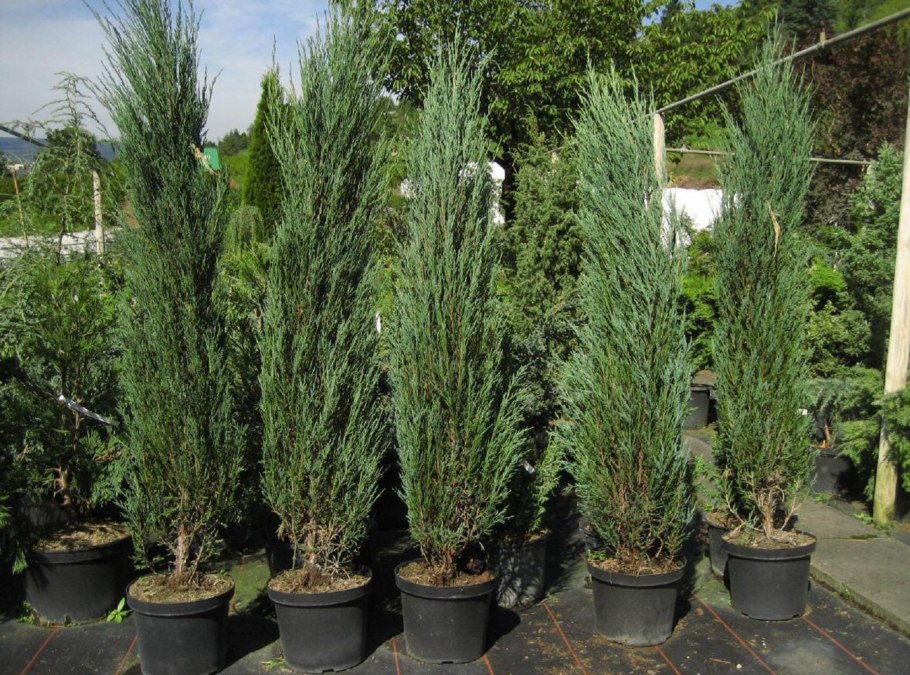 Можжевельник скалтный Блю Аррроу