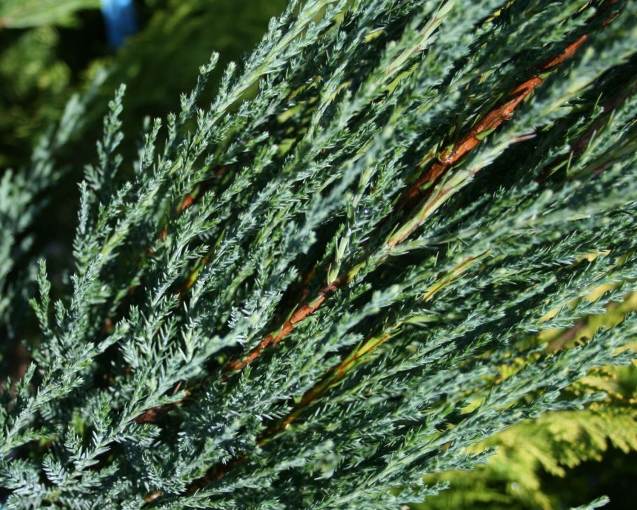 Можжевельник скальный Блю Эрроу