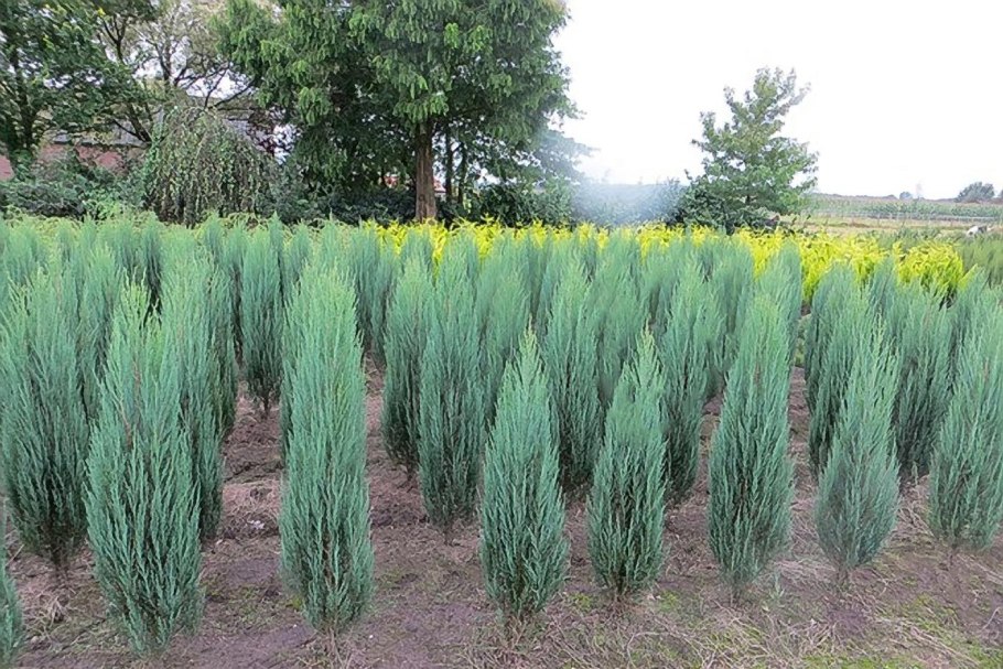 Можжевельник скальный blue arrow