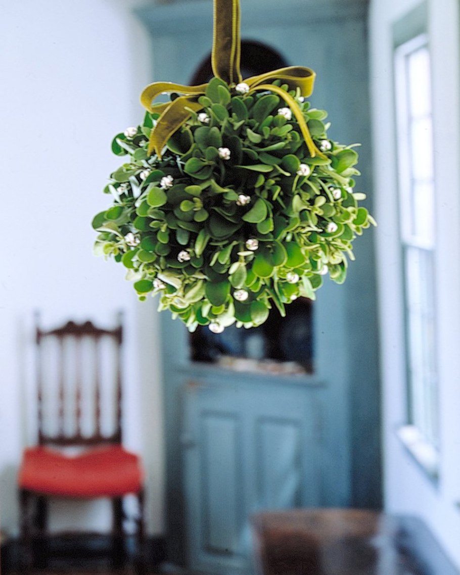 Омела белая (Viscum album)