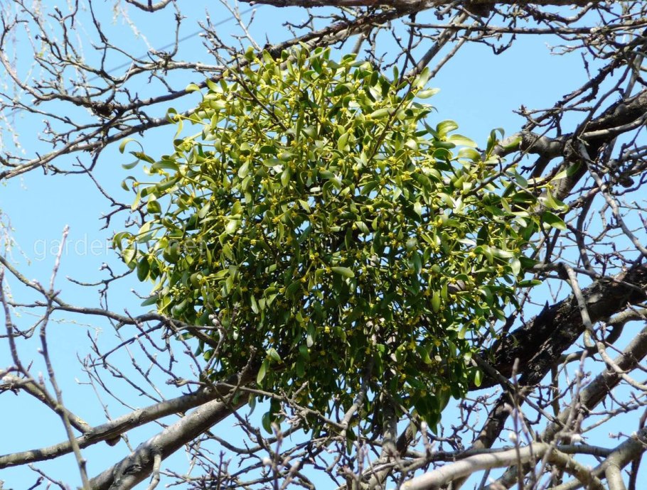 Омела белая Рождество