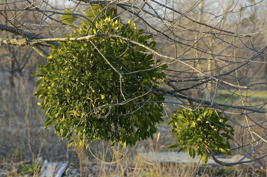 Омела белая