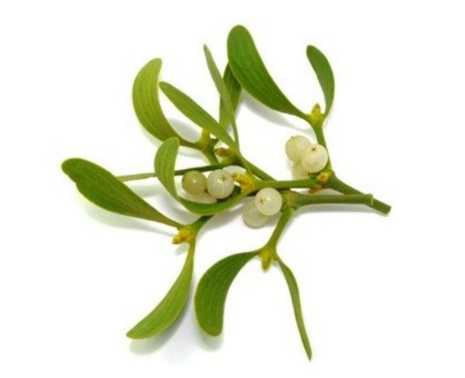 Омела белая