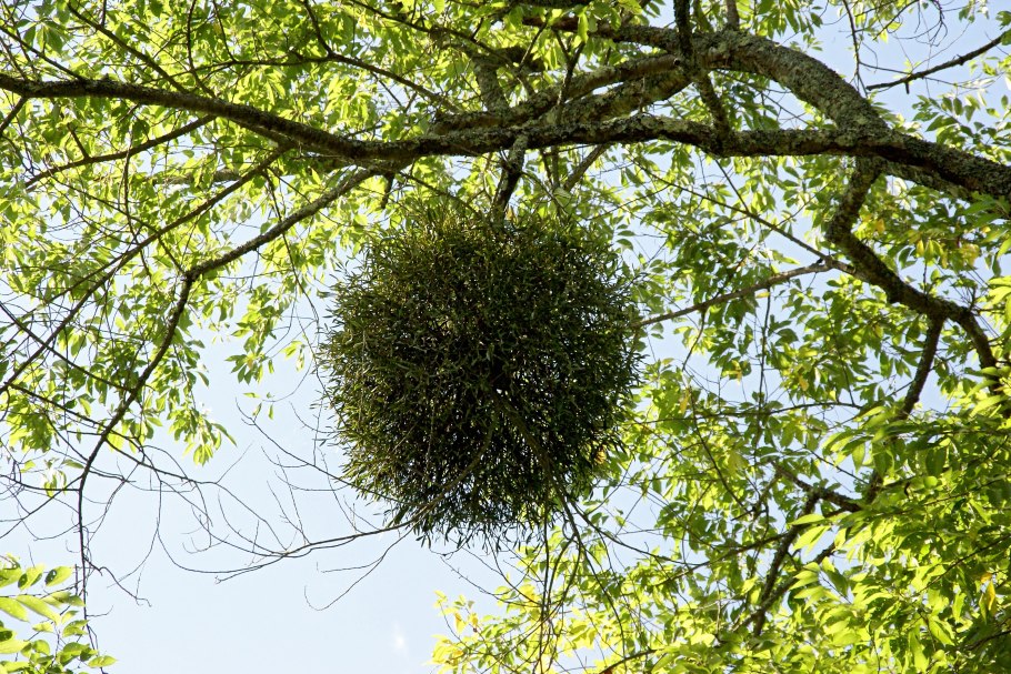 Омела белая растение