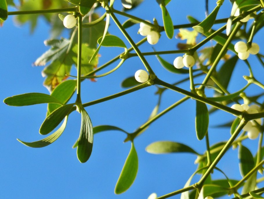 Омела - viscum album