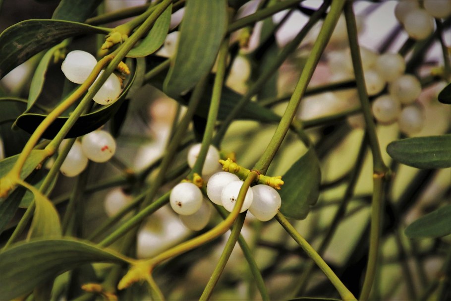 Омелия белая