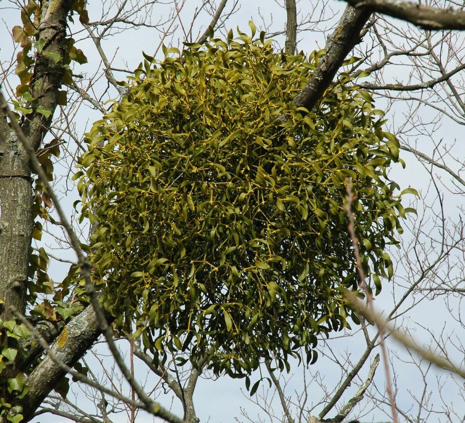 Омела белая на деревьях