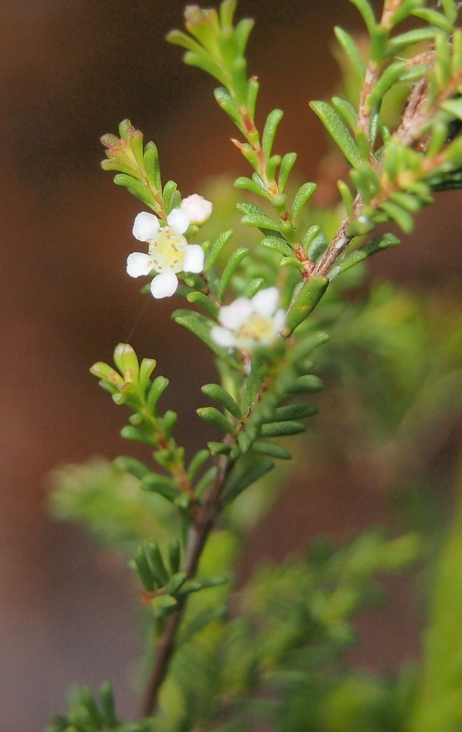 Baeckea imbricata