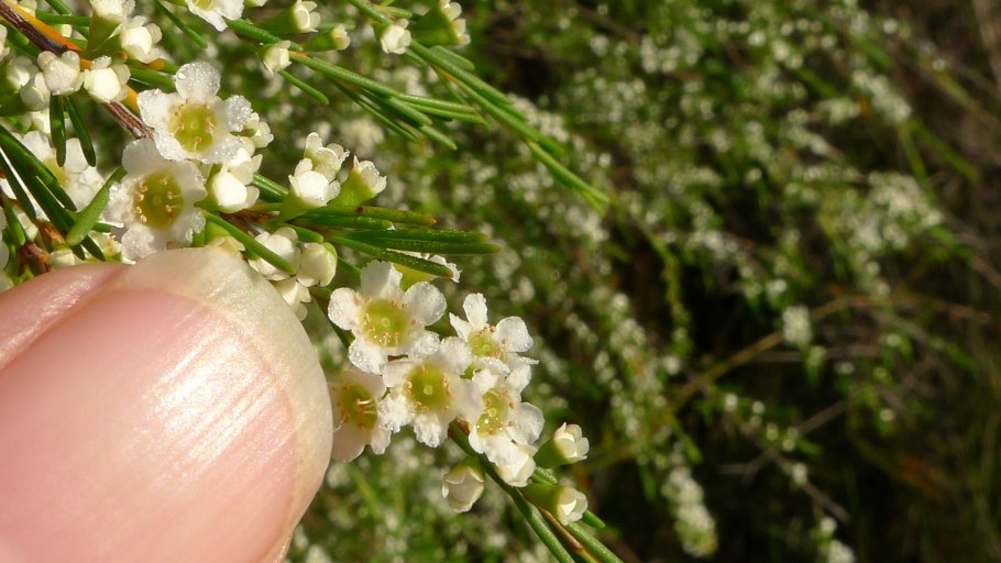 Беккея обыкновенная купить