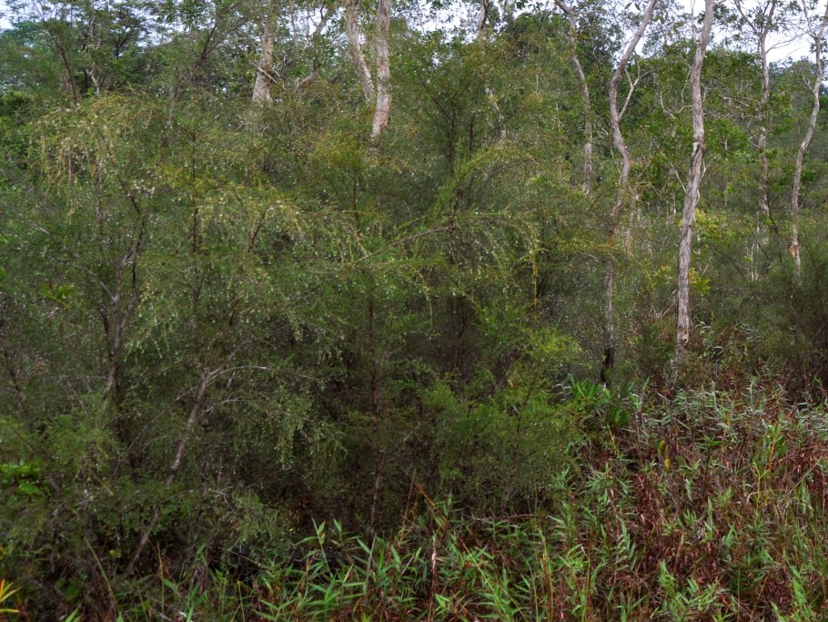 Карбюратор leader pz19jb