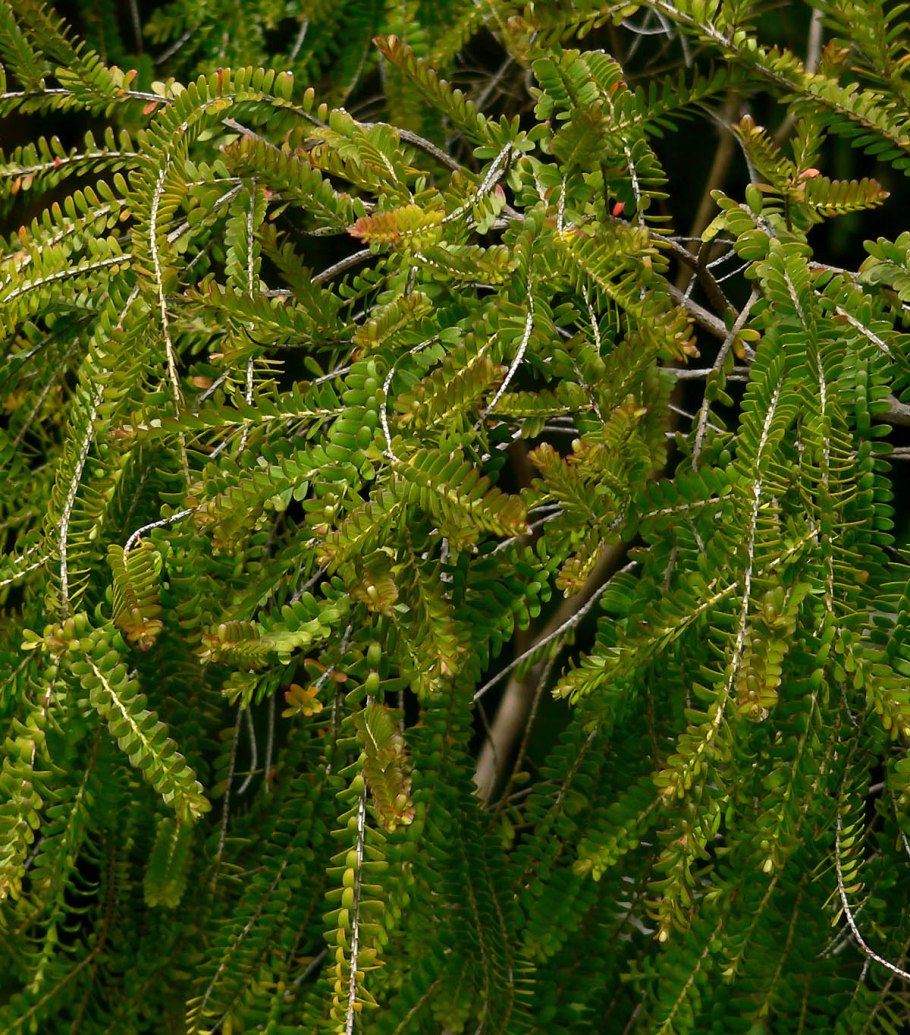 Беккея цветок