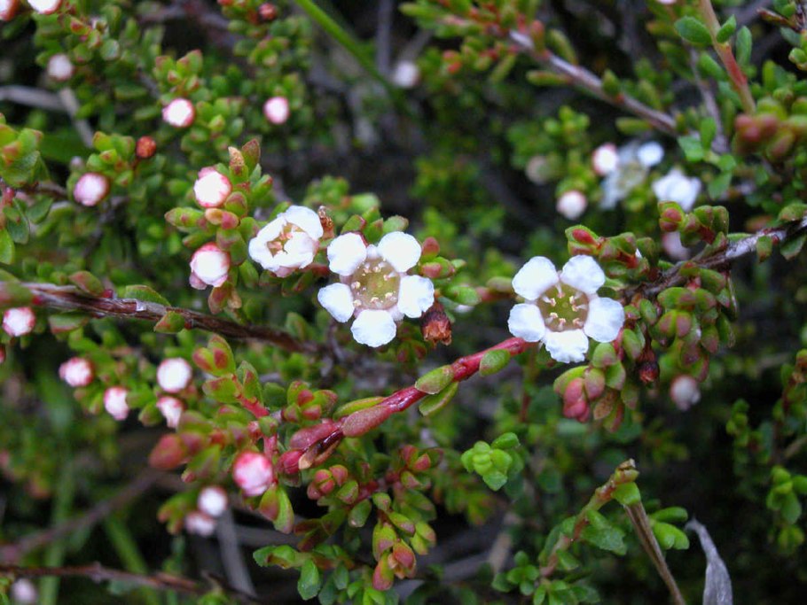 Премна растение купить