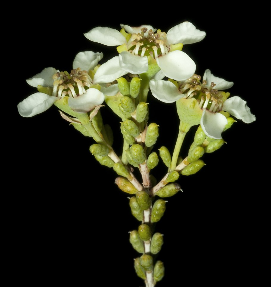 Беккея обыкновенная купить