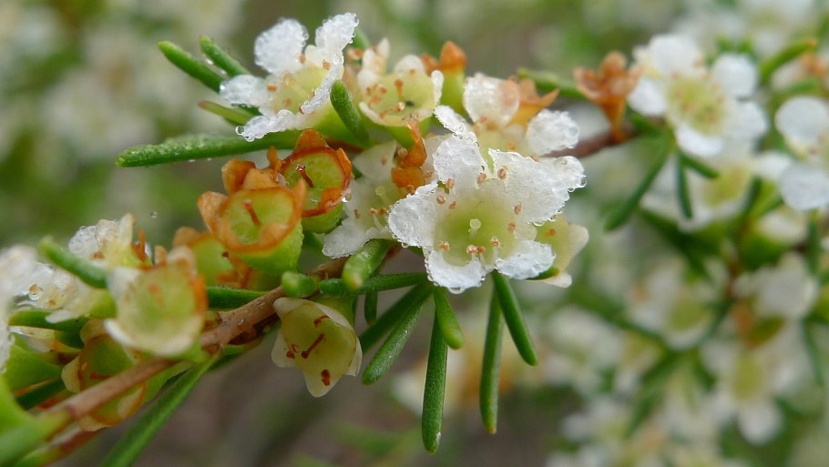 Baeckea frutescens