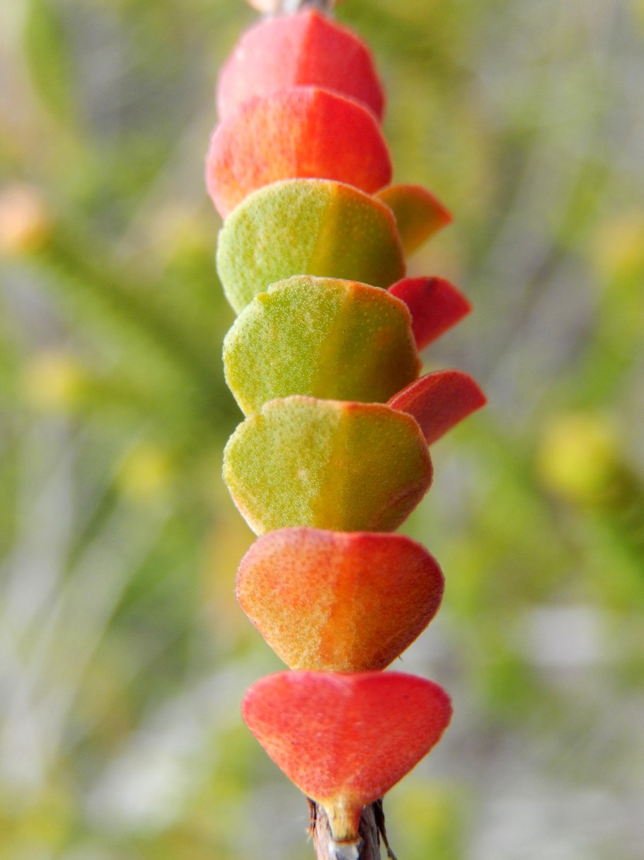 Беккея цветок