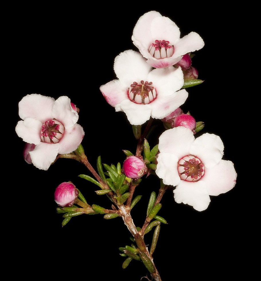 Беккея кустарниковая