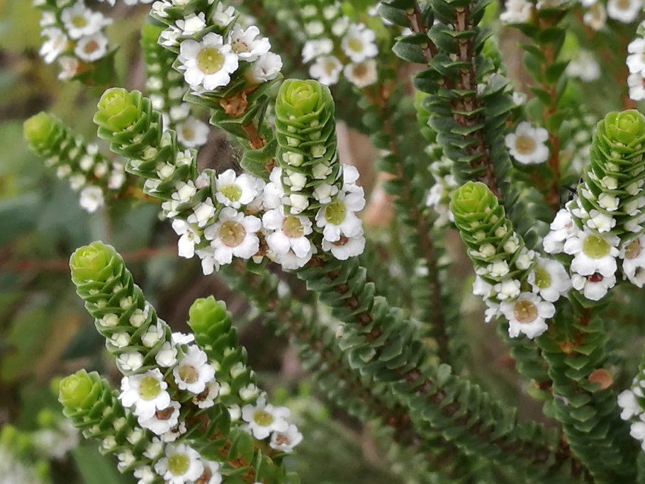 Беккея цветок