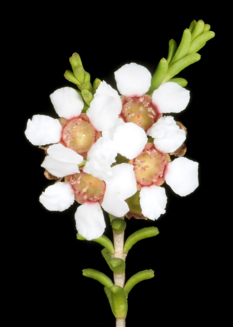 Беккея цветок