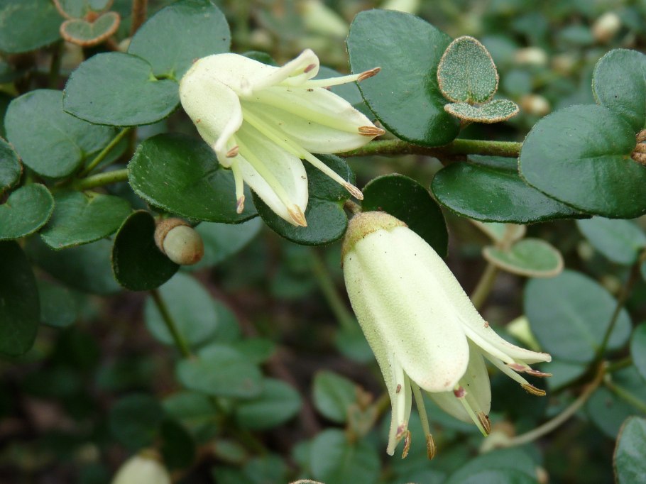 Боровицкий РЭЦ Челны