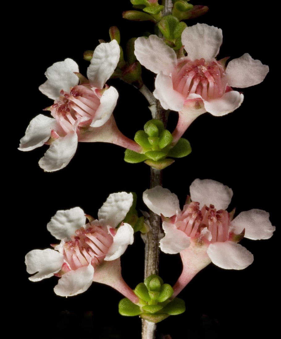 Беккея кустарниковая