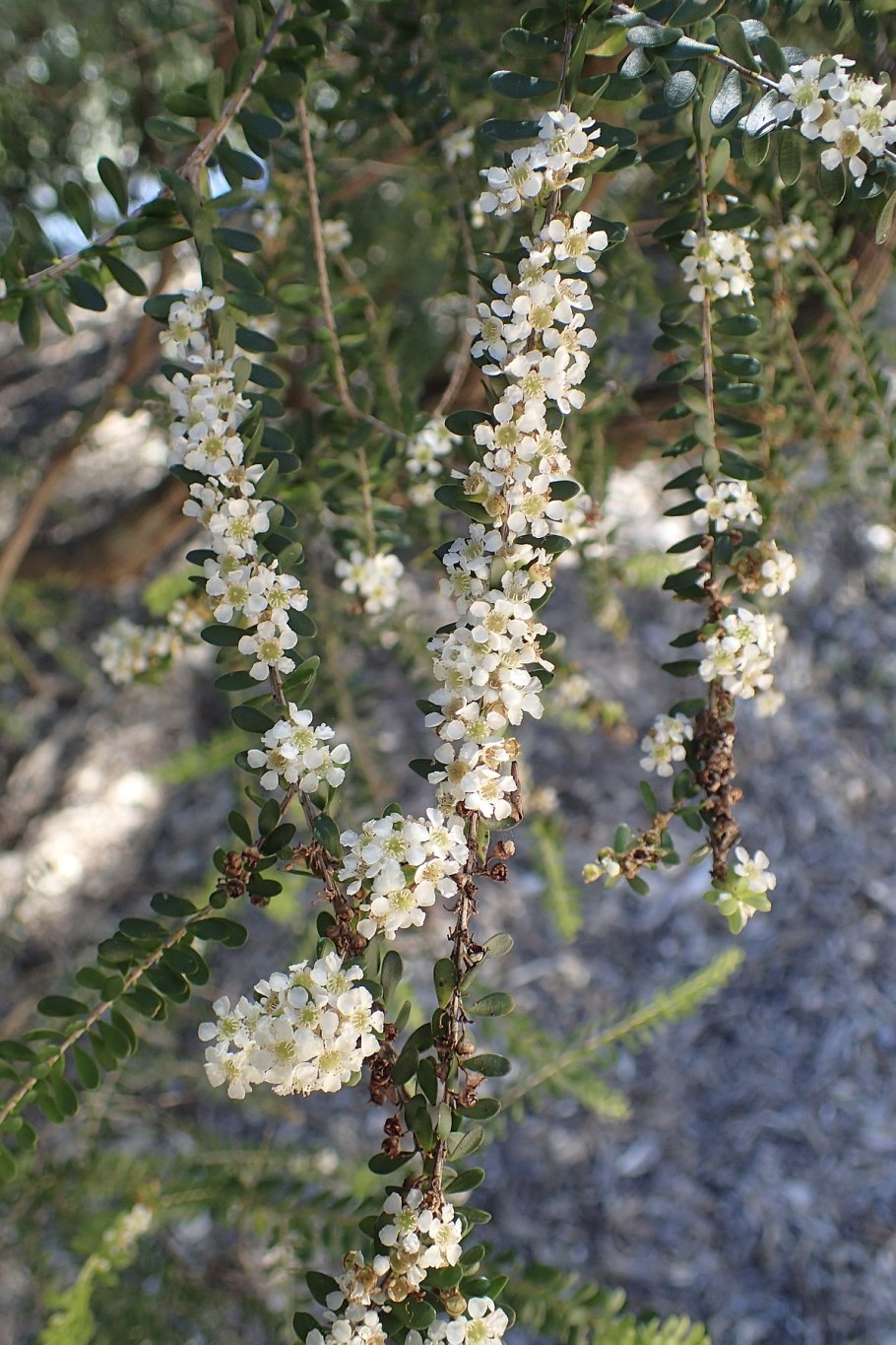 Клематис Тетрагона
