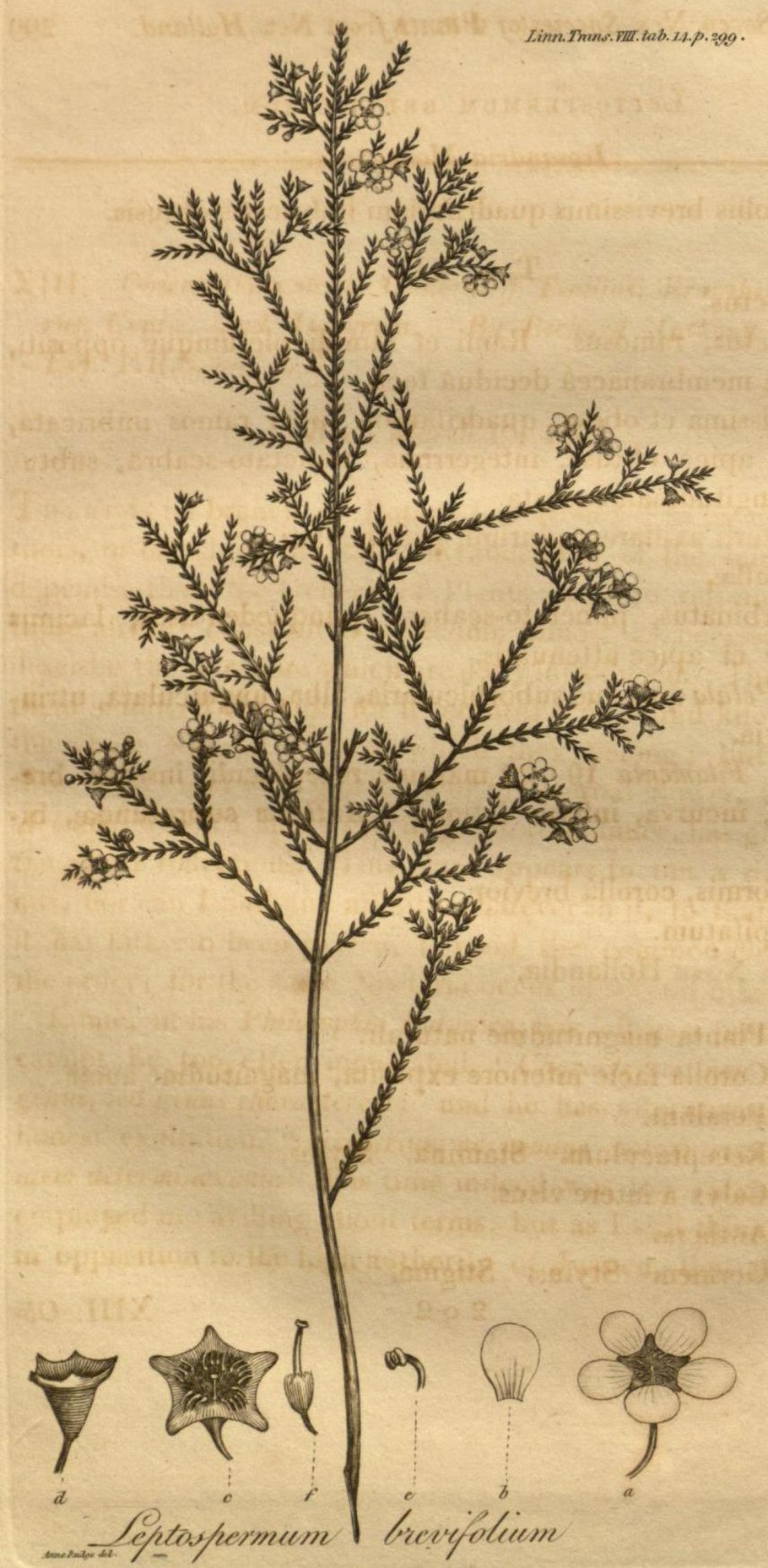 Адриана Чечик Gabriella Paltrova