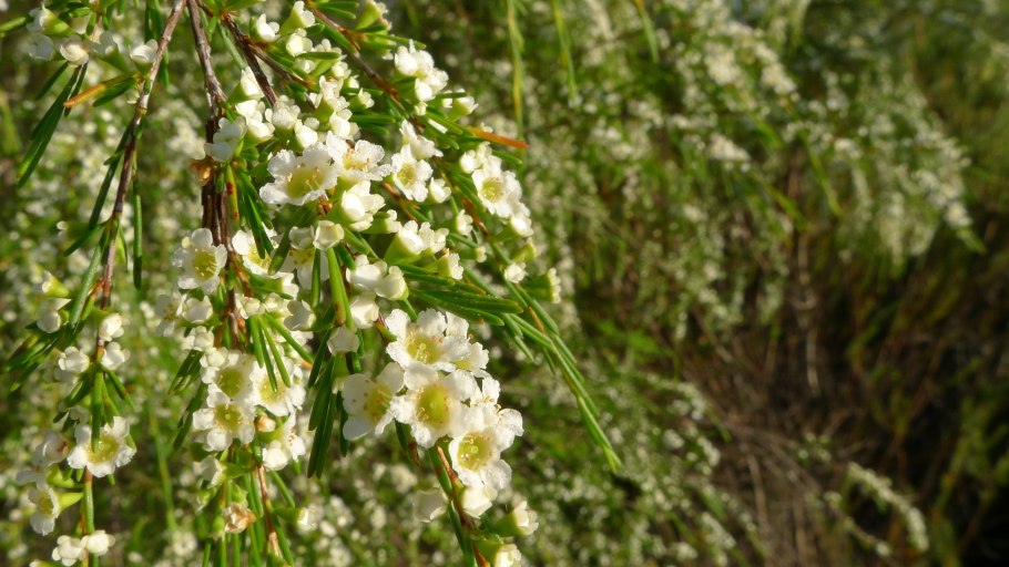 Calytrix Flower