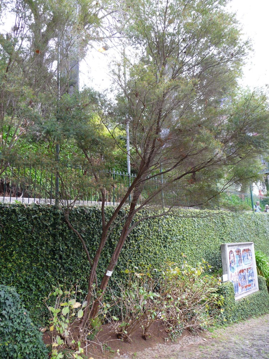 Саннанта прутьевидная