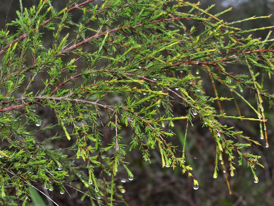 Материнская плата MSI 865gvm2-LS