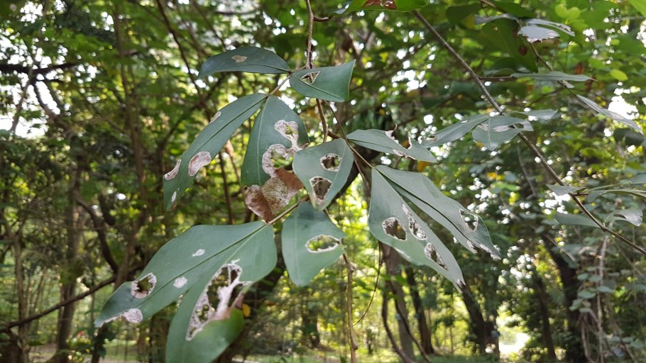 Бигуди BABYLISS Pro babts6gse