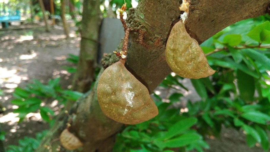 Цинометра стволоцветная дерево