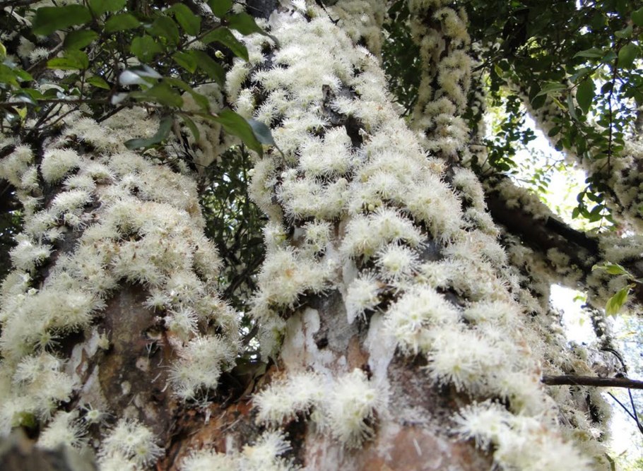 Парагвайская джаботикаба