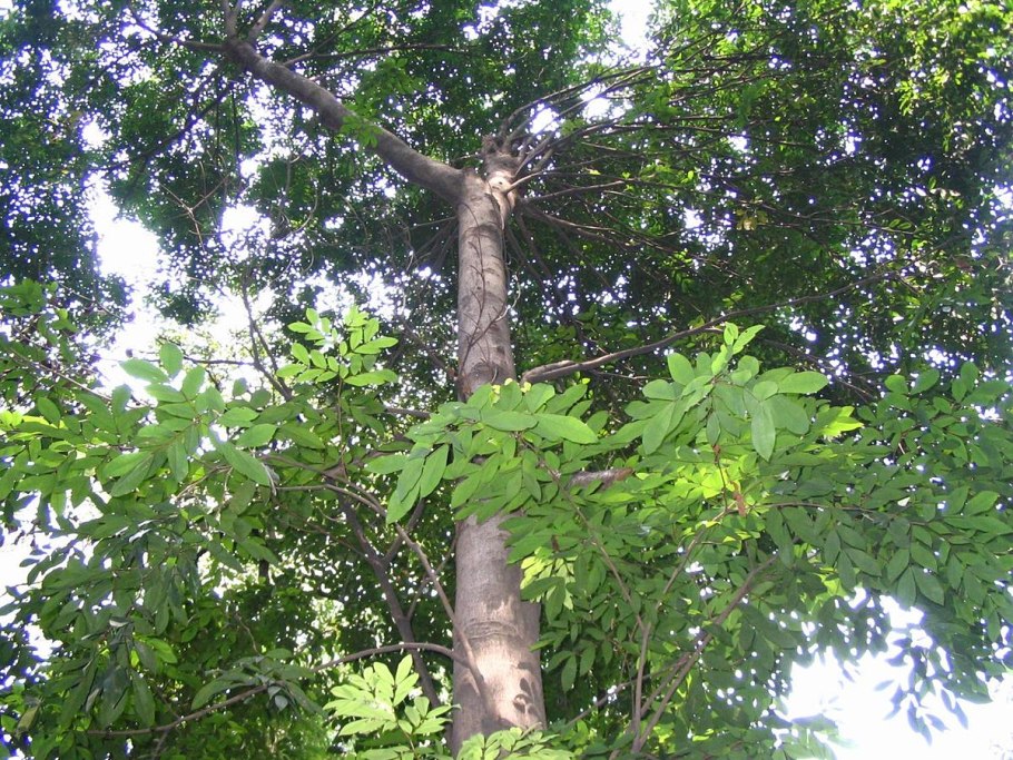 Cynometra ramiflora,