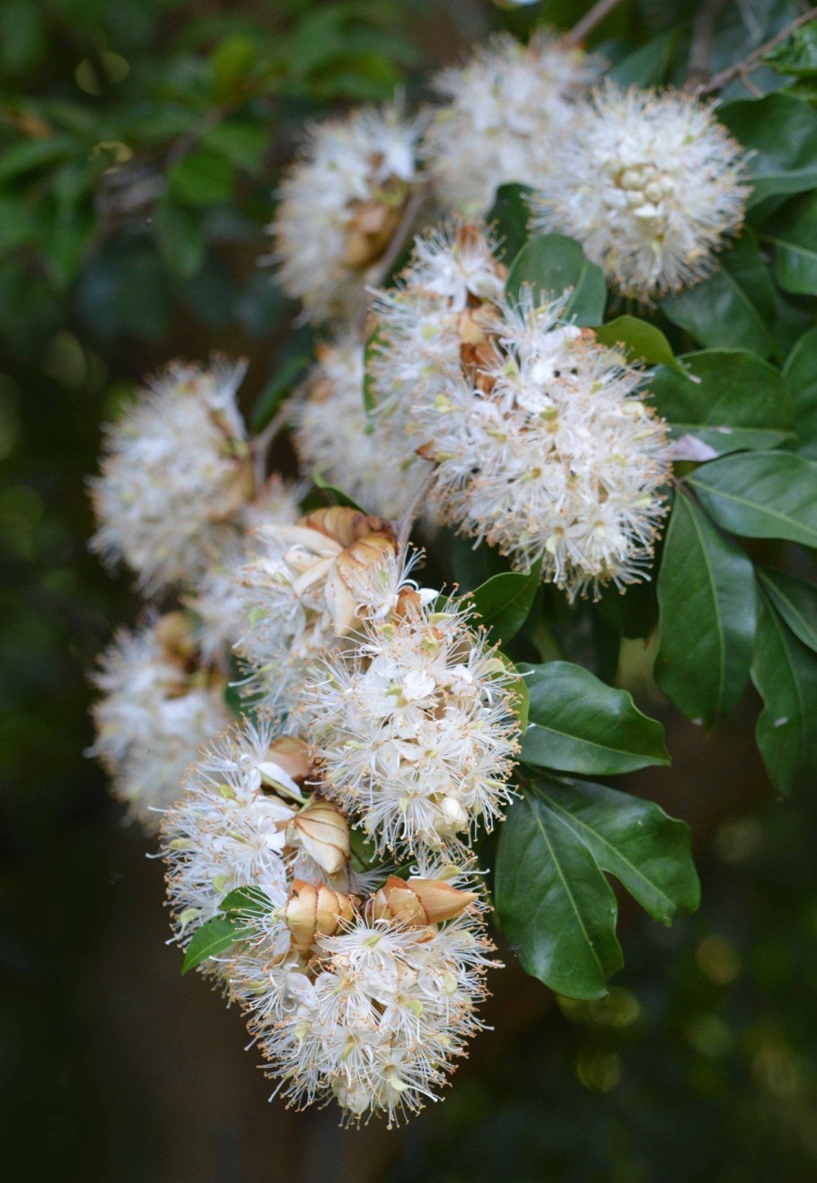 Светло зеленый цвет