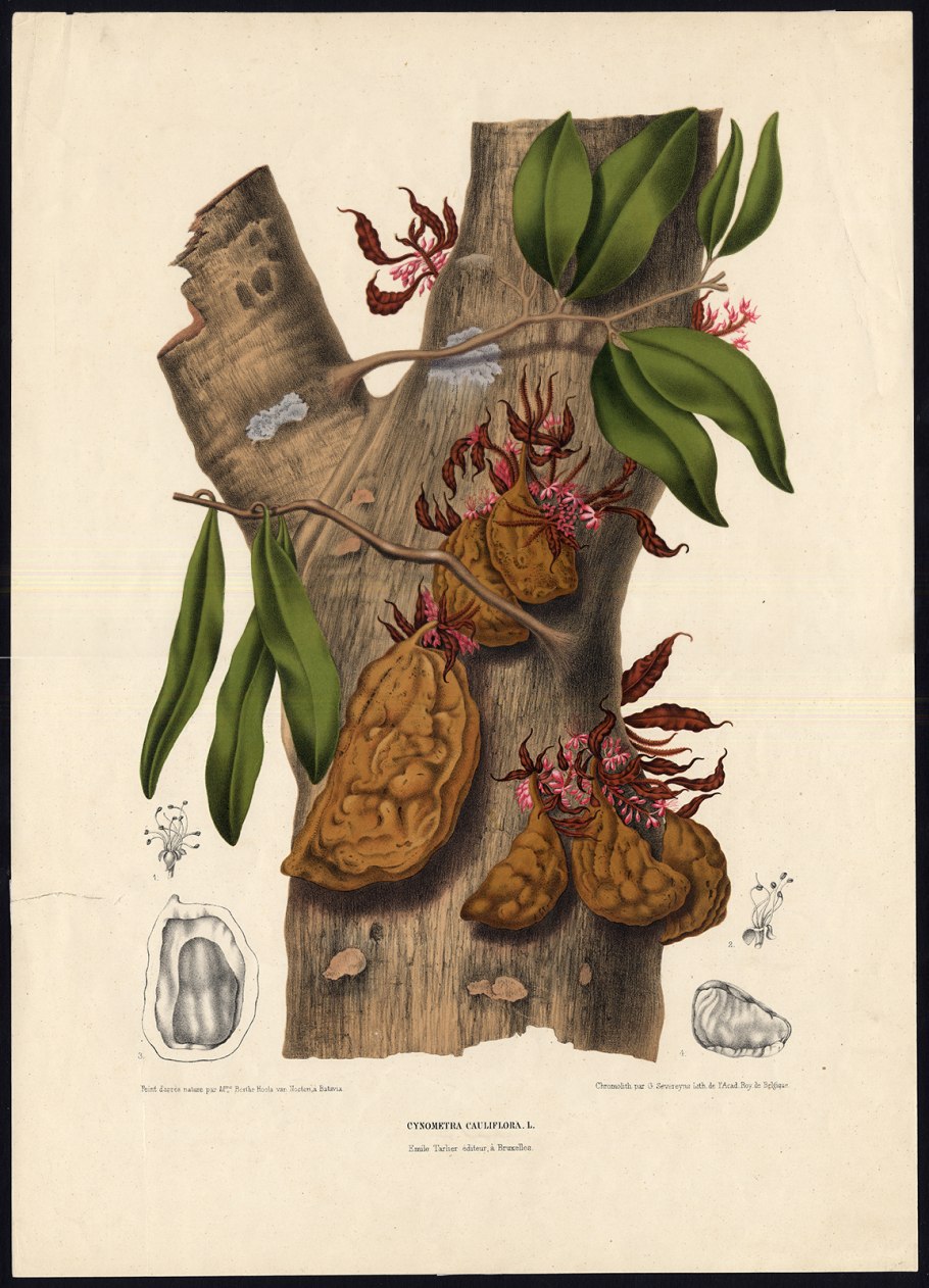 Erismann Elegance 3618-6