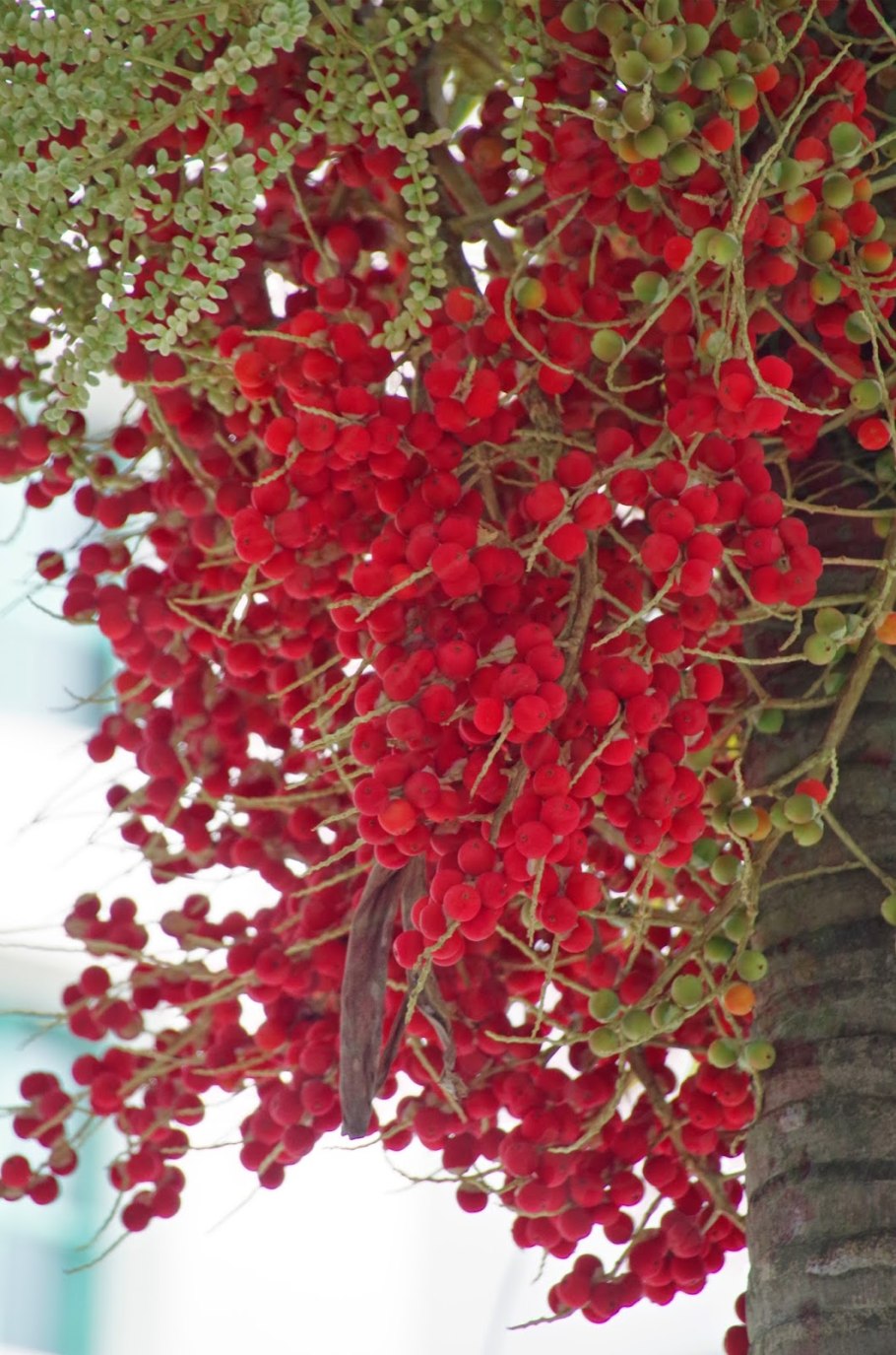 Fertilizing Jaboticaba