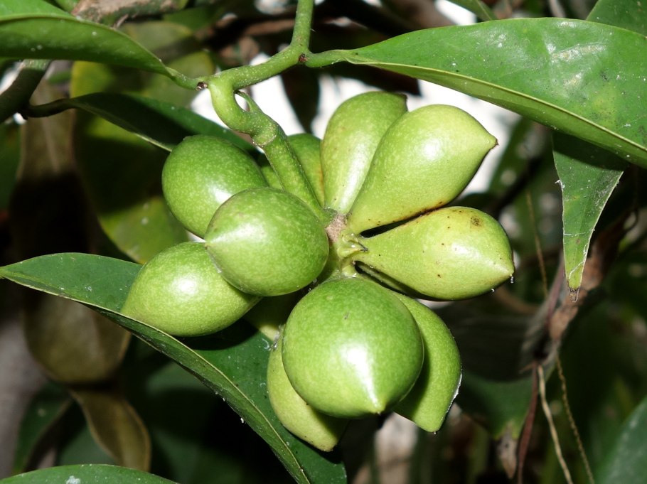 Керамогранит Estima lf01