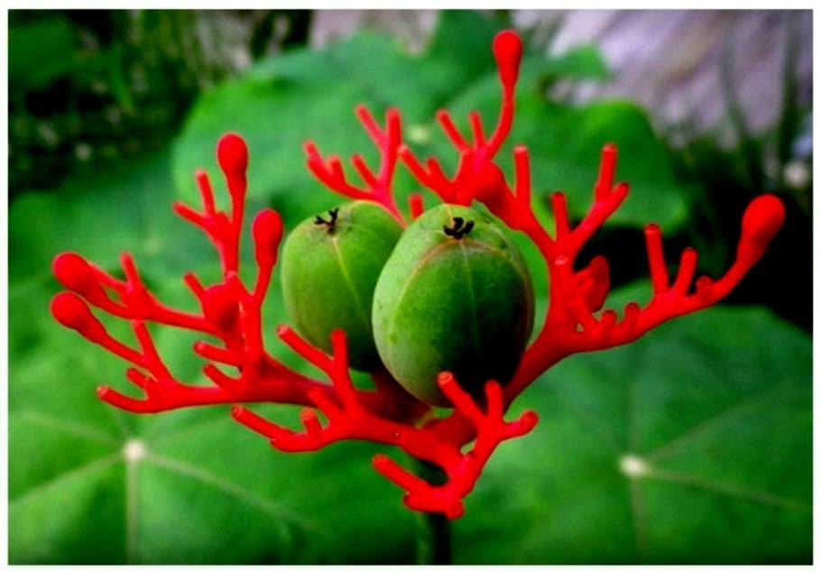 Жаботикаба вкус плодов