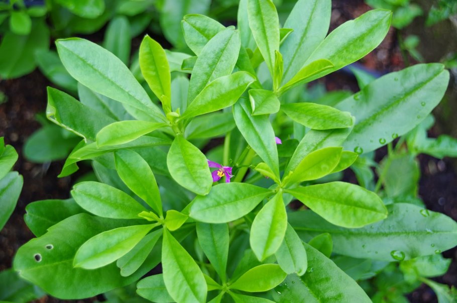 PV контроллер заряда ls1024rp