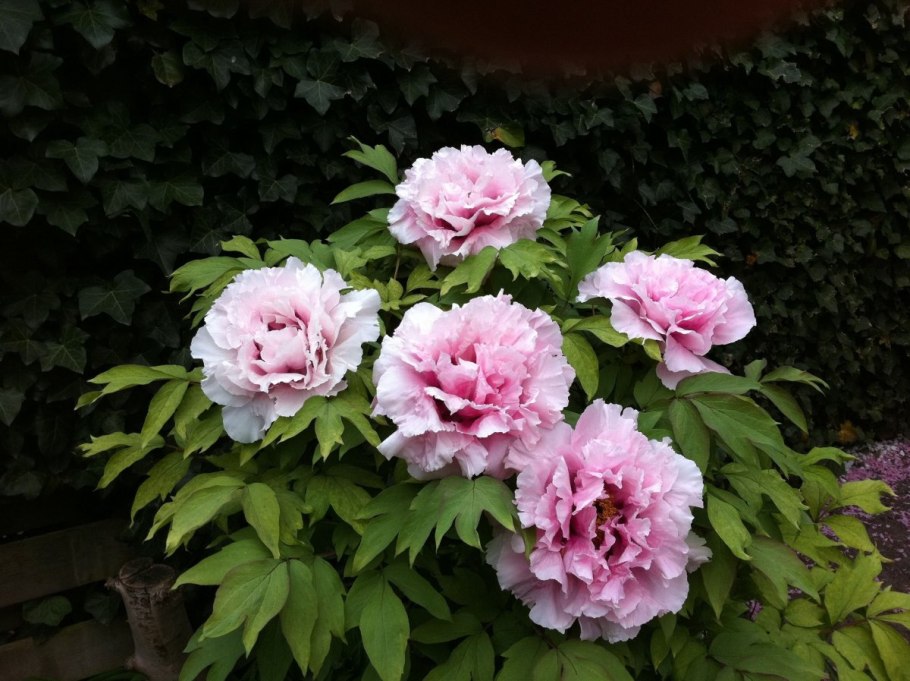 Пион древовидный Пурпл