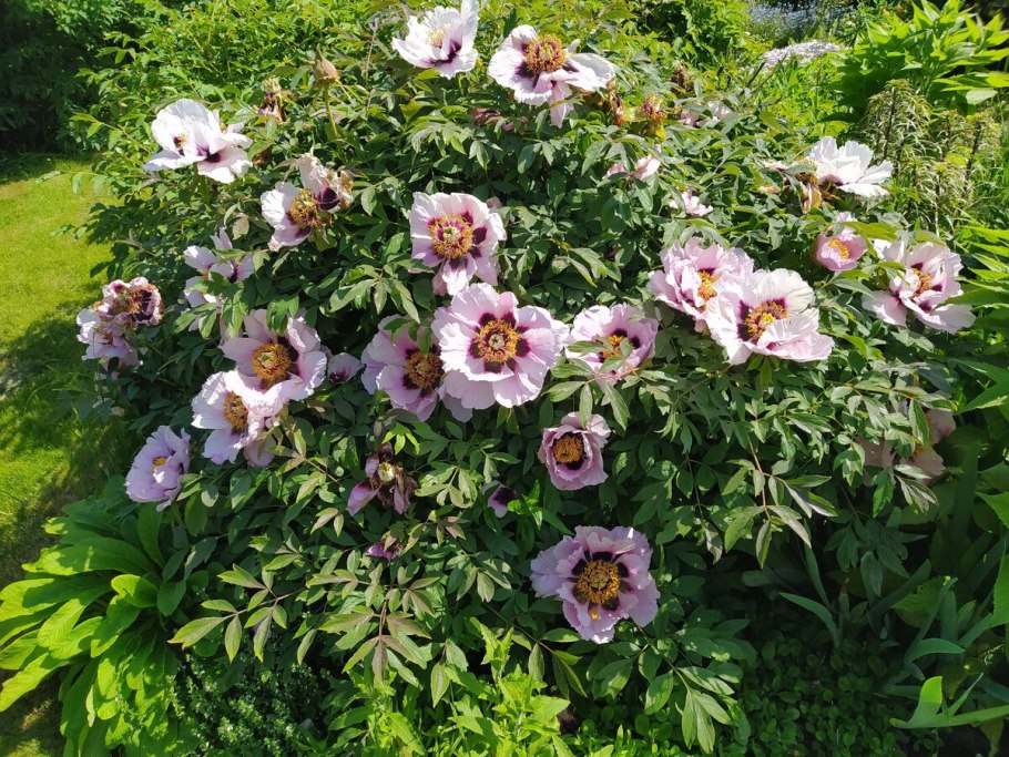 Пион древовидный suffruticosa
