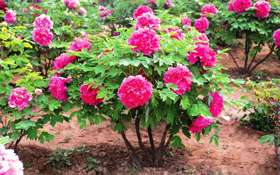 Древовидные пионы