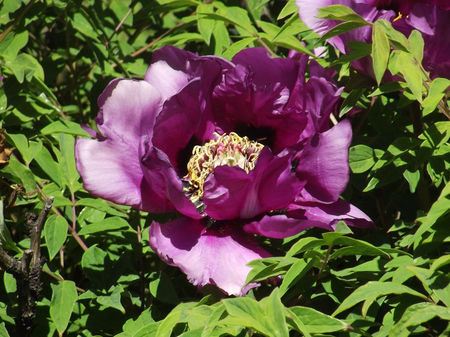 Древовидный пион Ханаасоби