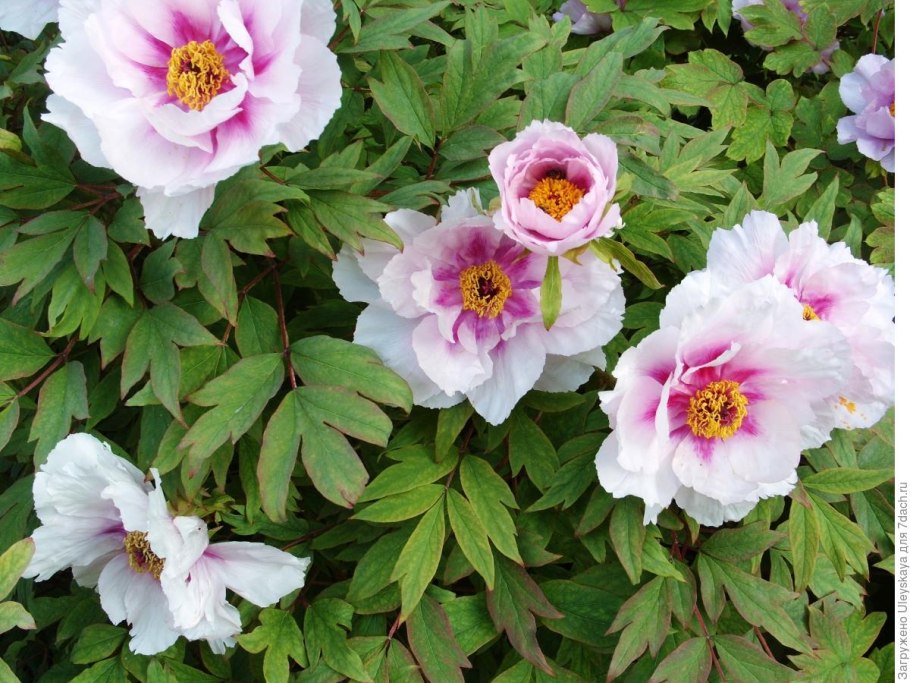 Пион древовидный дак Блэк-пёпл