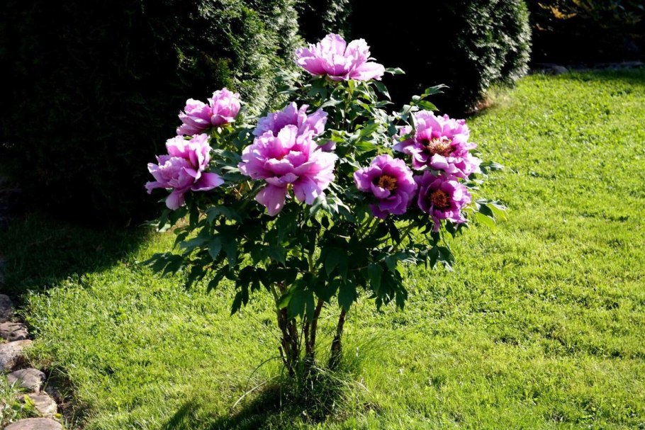 Пион древовидный Юник Краун